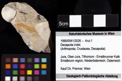 Foto (Objket + Etiketten) von Decapoda indet. 